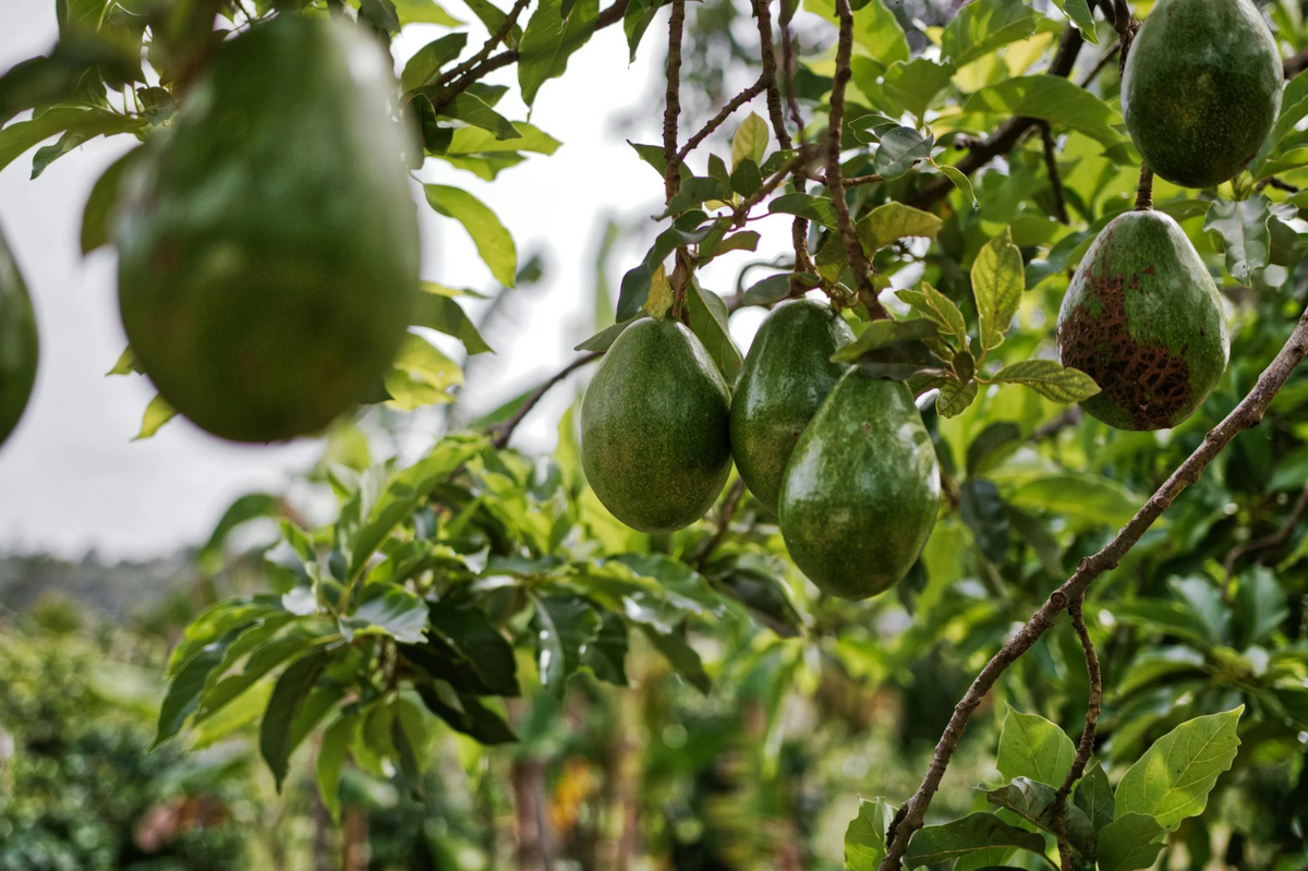 Persea Gratissima Oil (Huile d'avocat)