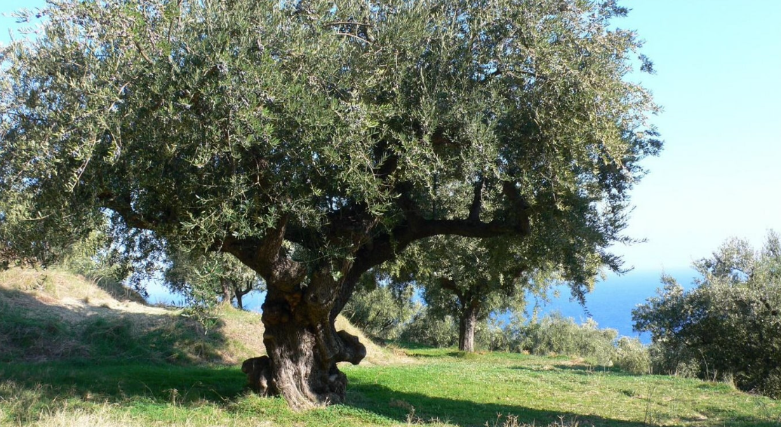 Olea Europaea Fruit Oil (Huile d'olive)